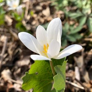 Meet your Posher, Bella